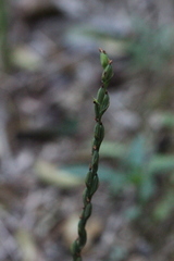 Peristylus tentaculatus