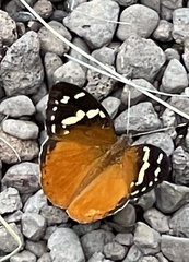 Aterica rabena