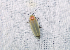 Photinus marginellus