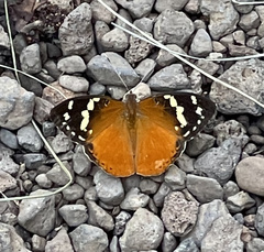 Aterica rabena