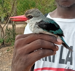 Halcyon senegaloides