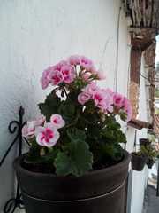 Pelargonium