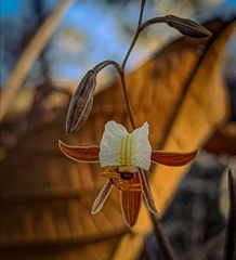 Microepidendrum subulatifolium