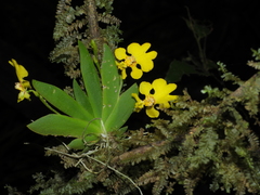 Erycina pusilla
