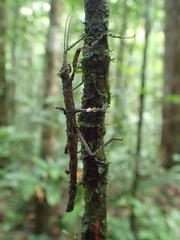 Creoxylus