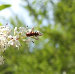 Pelonides quadrinotata