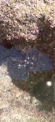 Tubulariidae