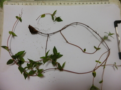 Lecanthus peduncularis