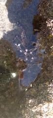 Tubulariidae