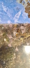 Tubulariidae