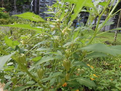 Physalis minima