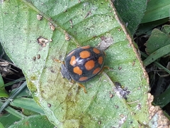 Epilachna mexicana