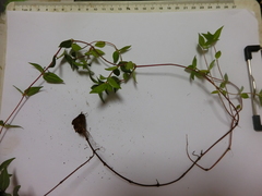 Lecanthus peduncularis