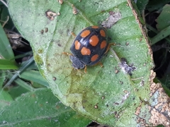 Epilachna mexicana