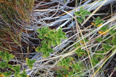 Coprosma serrulata