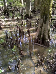 Taxodium distichum