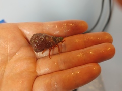 Ciliopagurus strigatus