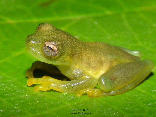 Western Cochran Frog, Rulyrana adiazeta