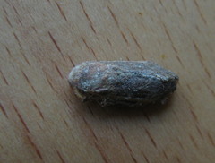 Ochropleura