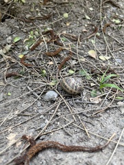 Cornu aspersum