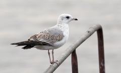 Mew Gull photo 5