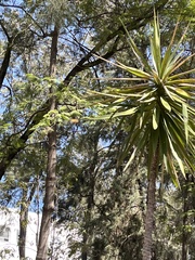 Liliopsida