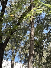 Liliopsida