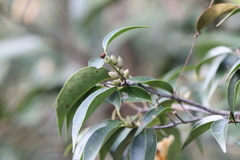 Pentaphylax euryoides