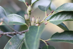 Pentaphylax euryoides