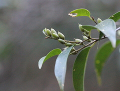 Pentaphylax euryoides
