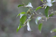 Pentaphylax euryoides