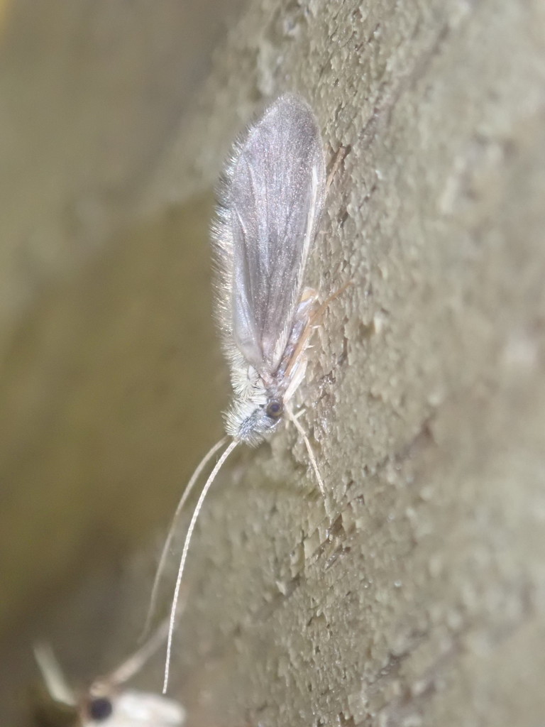Lasiocephala basalis