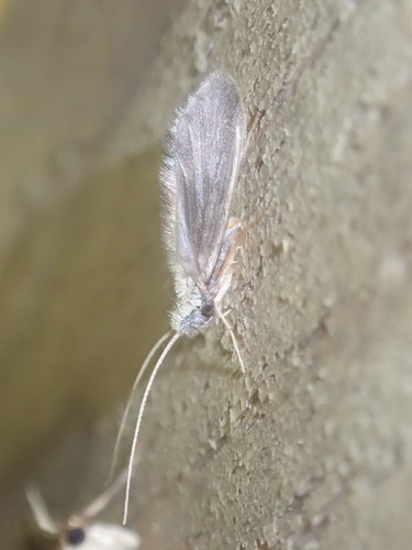 Lasiocephala basalis