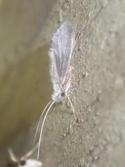 Lasiocephala basalis