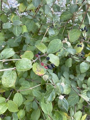 Viburnum carlesii