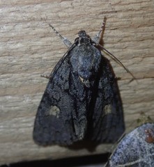 Acronicta strigosa