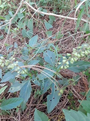 Ocimum campechianum