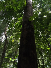 Klarobelia stipitata