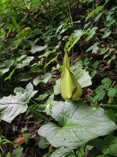 Arum cylindraceum (Arum cylindraceum)