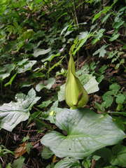 Alpine Arum (Arum alpinum)