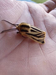 Acantharctia latifasciata