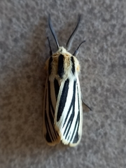 Acantharctia latifasciata
