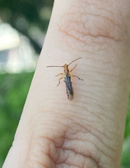 Eclipta amabilis