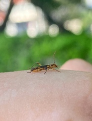 Eclipta amabilis