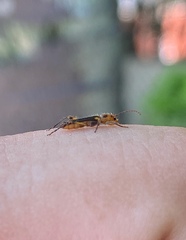 Eclipta amabilis