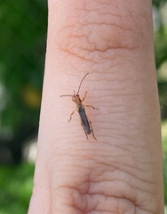 Eclipta amabilis