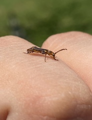 Eclipta amabilis