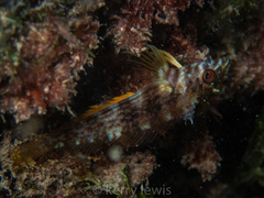 Goldline Blenny photo 2