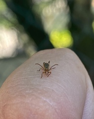 Eclipta amabilis