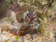 Goldline Blenny photo 4